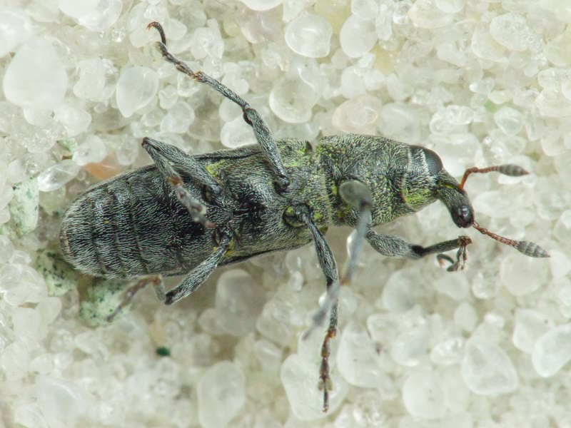 Lixus rubicundus Zoubkoff, 1833